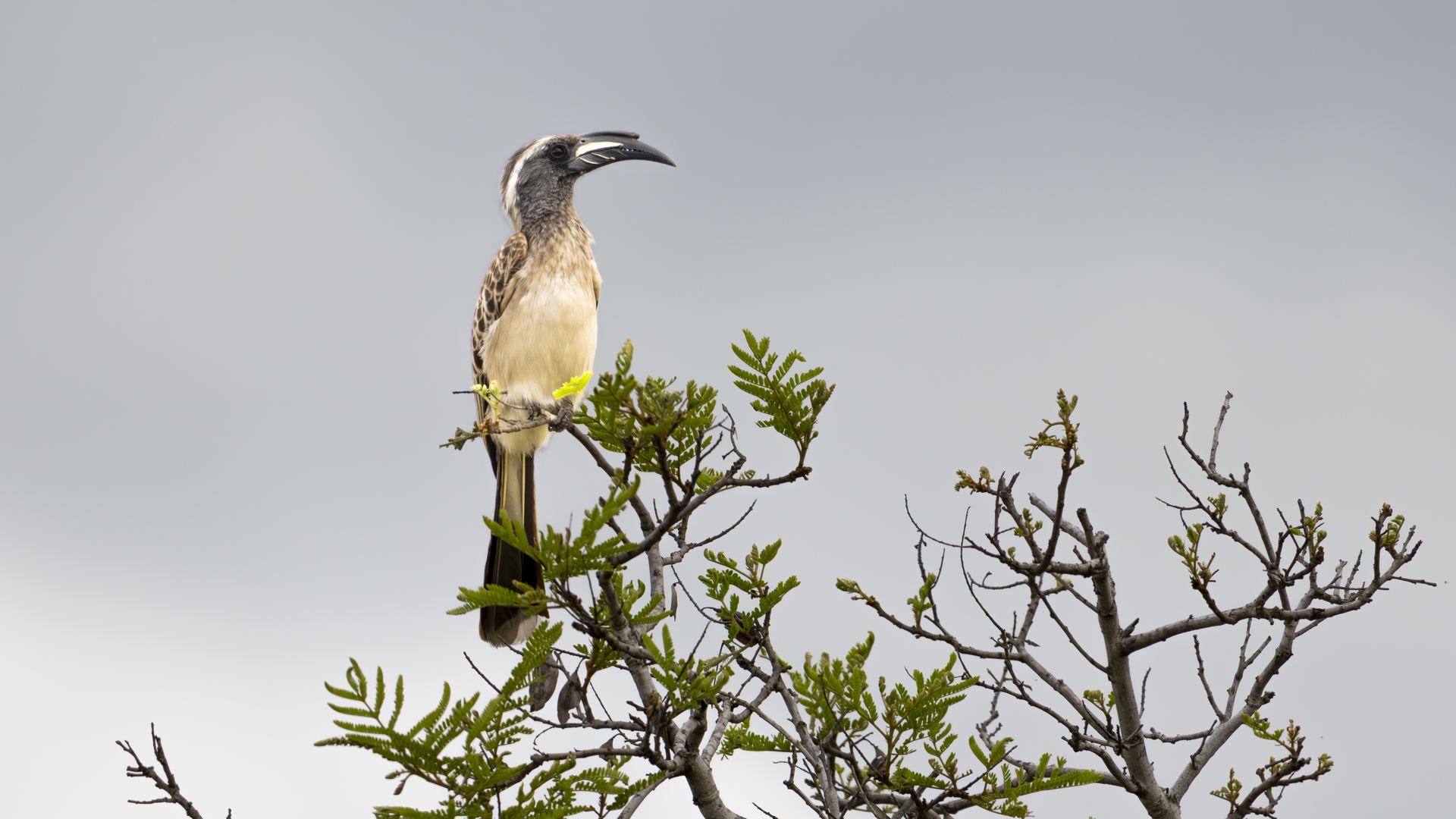 Kruger25 2025 10 31 13 22 07 ILCE 1M2 1469
